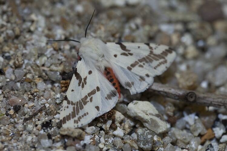 White moth on gravel.