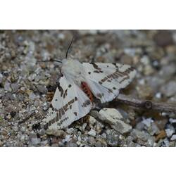White moth on gravel.