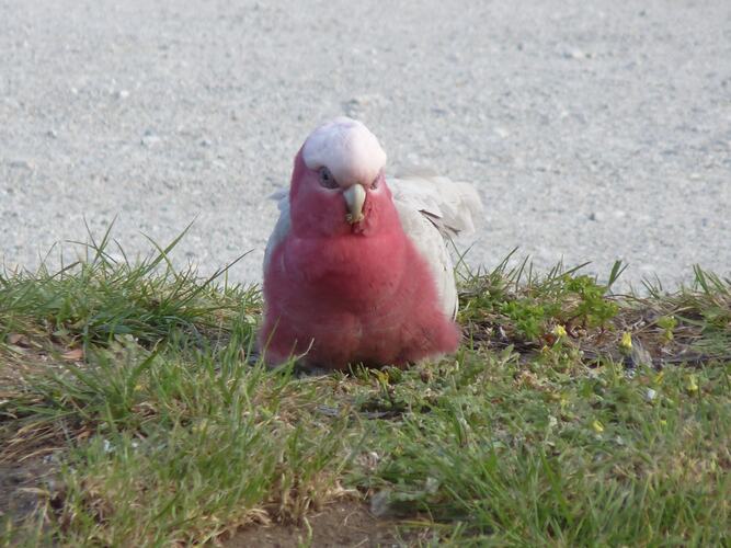 Grey and pink bird on ground.