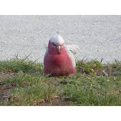 Grey and pink bird on ground.