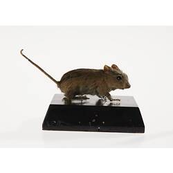 Wood Mouse on black base