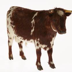 Model of brown and white bull.