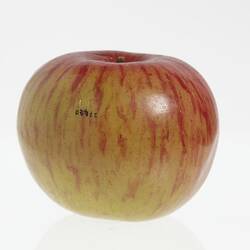 Wax model of an apple painted red and yellow.