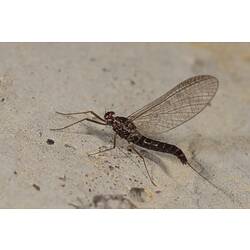 Mayfly on rock.