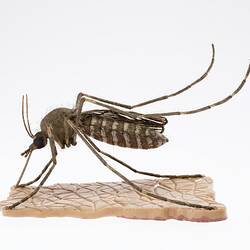 Mosquito Model - Culex, 1949