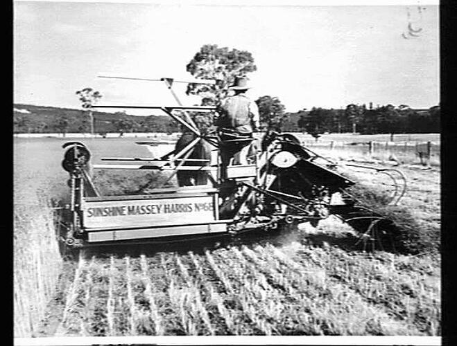SUNSHINE 6 B BINDER CUTTING FLAX (LINAL CROWN) AT MEADOW, S.A. AVERAGING 3 TONS PER ACRE: JAN 1941