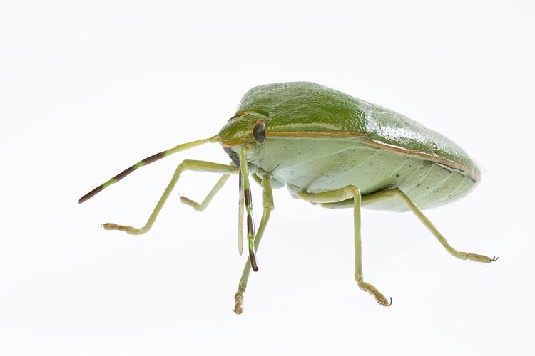 Model of green six legged insect with antennae and three yellow dots on its back.