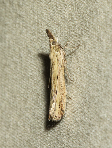 <em>Faveria tritalis</em>, moth. Great Otway National Park, Victoria.