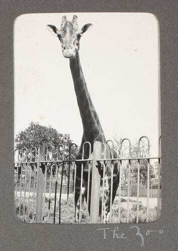 Giraffe leaning over fence.