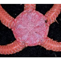 Orange-pink brittle star with close-up of dorsal disc on black background with ruler.