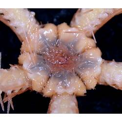 Cream-orange coloured brittle star showing close-up of spines and oral disc on black background.