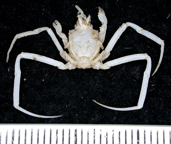 White crab on black background with ruler.
