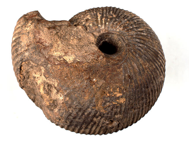 <em>Macrocephalites macrocephalus</em>, fossil ammonoid. [P 66465]