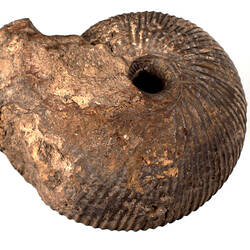 <em>Macrocephalites macrocephalus</em>, fossil ammonoid. [P 66465]