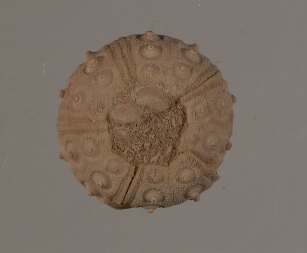 <em>Cidaris</em> sp., fossil echinoderm. [P 149688]