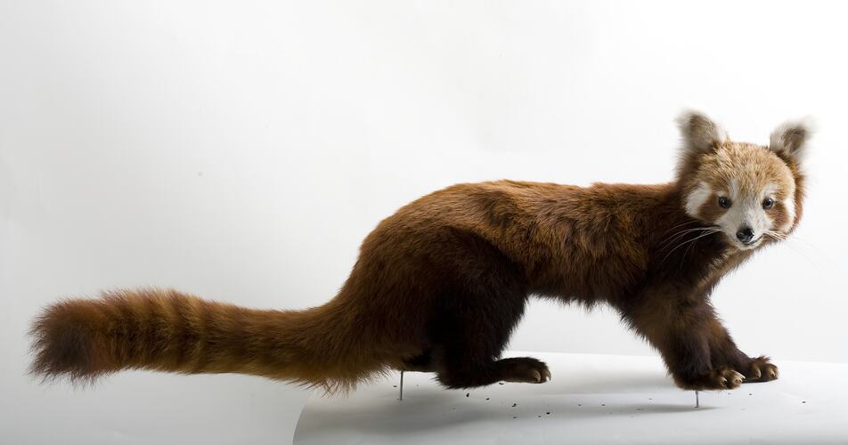 Taxidermied Red Panda specimen.