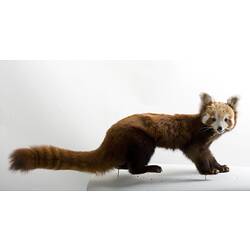 Taxidermied Red Panda specimen.
