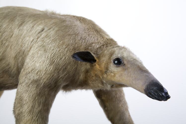 Detail of cream-coloured long-nosed mammal specimen.