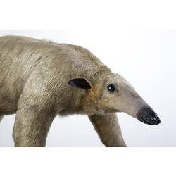 Detail of cream-coloured long-nosed mammal specimen.