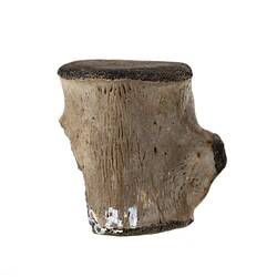 <em>Champsosaurus</em> sp. [P 160545]