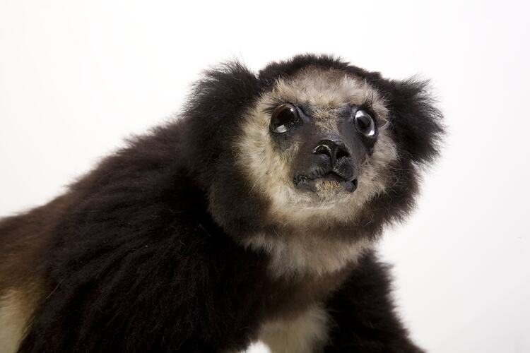 Taxidermied lemur specimen , detail of head.