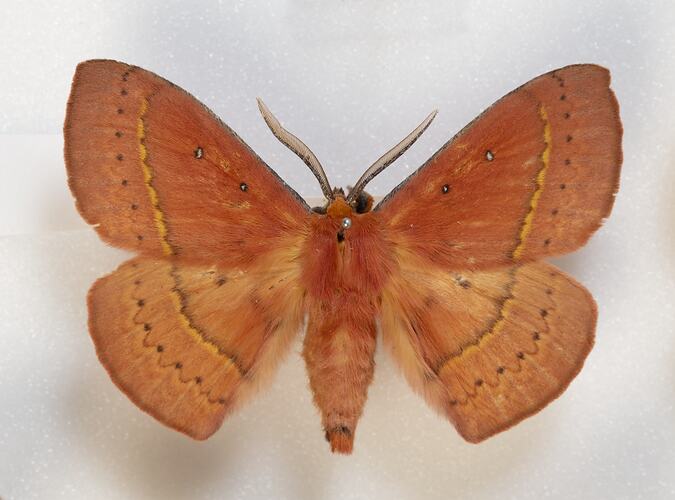<em>Anthela nicothoe</em>, Urticating Anthelid Moth, male. [HET 141]