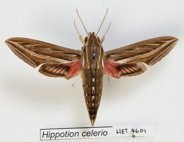 <em>Hippotion celerio</em>, Grapevine Hawk Moth. [HET 4601]