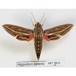 <em>Hippotion celerio</em> (Linnaeus, 1758)