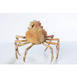 <em>Leptomithrax gaimardii</em>, Giant Spider Crab. [J 46721.6]