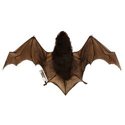 Bat specimen with wings spread.