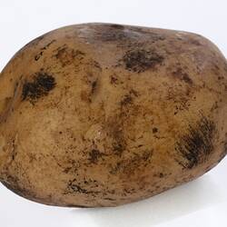 Wax model of a potato painted beige with dark brown dirt marks.