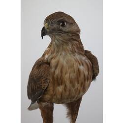 <em>Buteo jamaicensis</em>, Red-tailed Hawk, mount.  Registration no. B 20964.