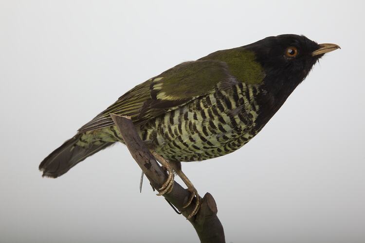 <em>Pipreola arcuata</em>, Barred Fruiteater, mount.  John Gould Collection.  Registration no. 24845.