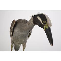 <em>Nyctanassa violacea</em>, Yellow-crowned Night-Heron, mount.  John Gould Collection.  Registration no. 14065.
