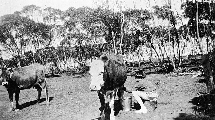 [A young girl milking a cow in a field, Manangatang, 1936.]