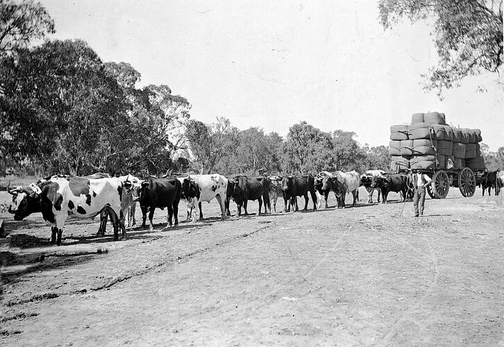 [A bullock team hauling wool bales, Wentworth, NSW, about 1895.]