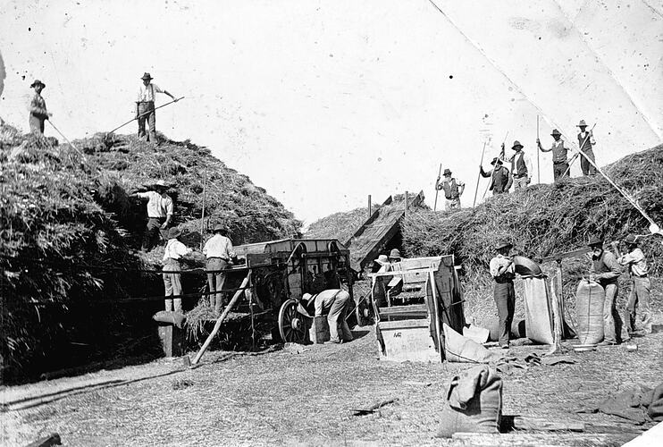 [A team of men cutting chaff, Mildura, about 1900.]