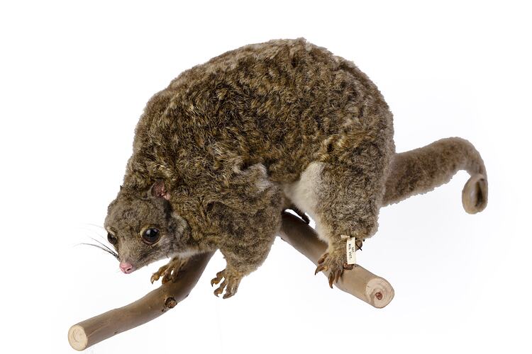 Possum specimen mounted in hunched pose on a branch.