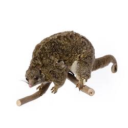 Possum specimen mounted in hunched pose on a branch.