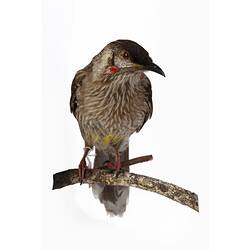 Mounted bird specimen with grey-brown feathers perched on a twig.