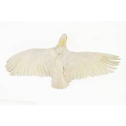 White cockatoo taxidermied mount, with wings spread.
