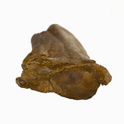Long, golden-brown fossil bone fragment.