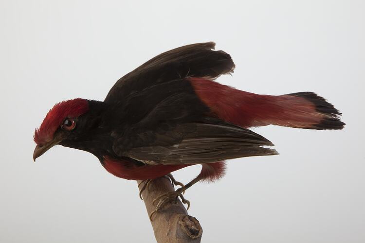 Bird specimen with red belly, chest, head and tail and black back mounted on branch, wings slightly open.