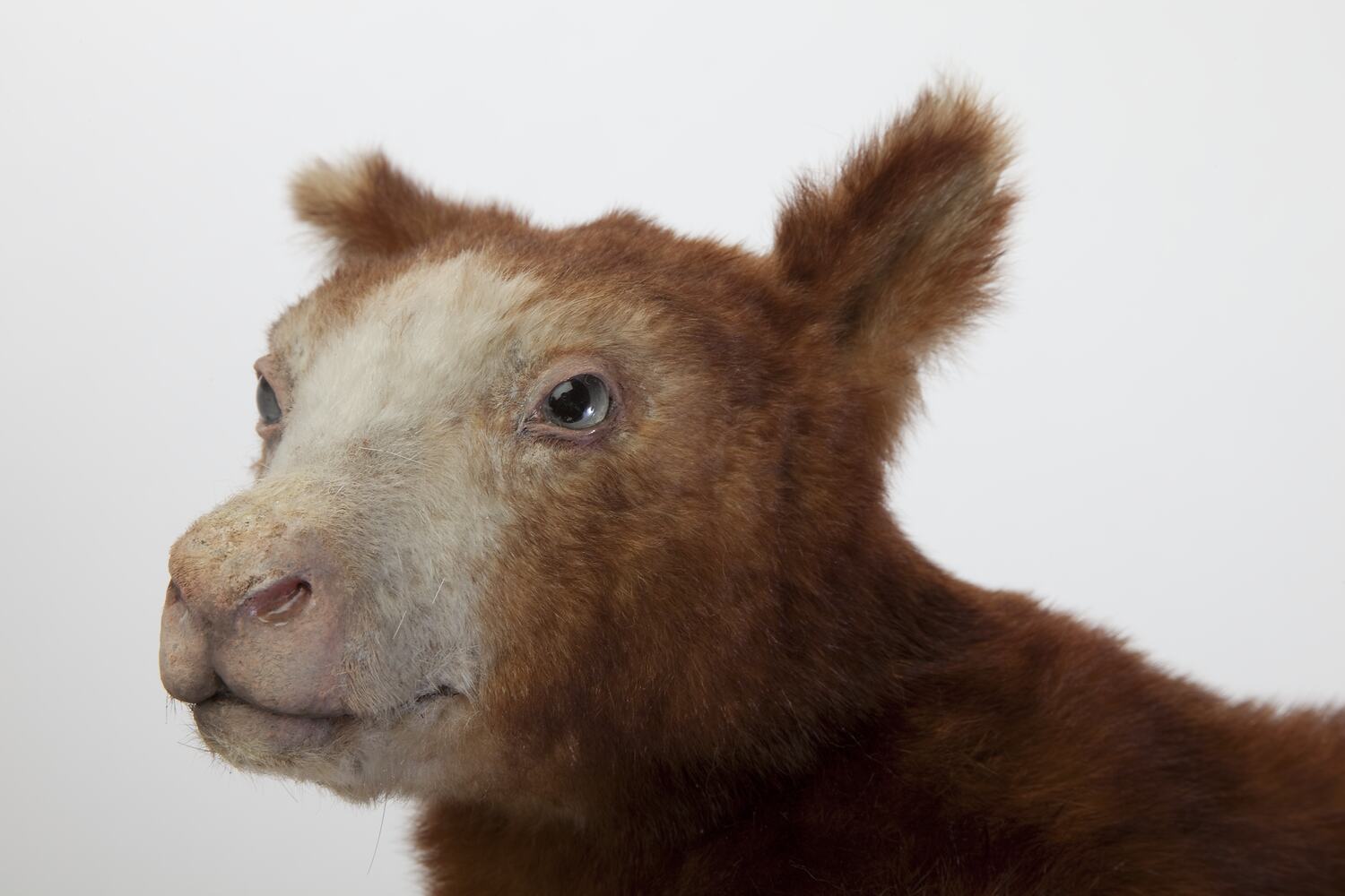 Dendrolagus matschiei