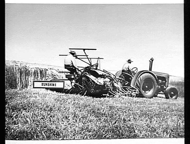 A CROP OF SWORD WHEAT THAT YIELDED 4 1/2 TONS PER ACRE, CUT WITH A 6FT SUNSHINE POWER DRIVEN BINDER AT THE MENTAL HOSPITAL FARM, NORTHFIELD, S. AUST. MARCH 1954.