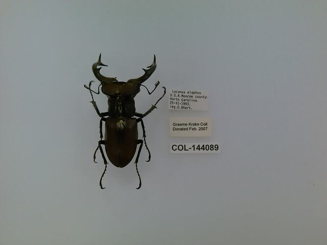 Shiny black beetle specimen with large mandibles, pinned next to text labels.