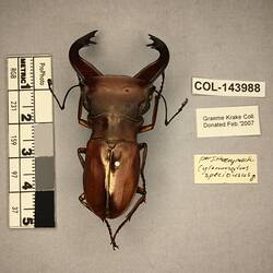 Shiny metallic brown beetle specimen with large mandibles, pinned next to text labels.