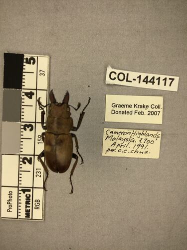 Dorsal view of pinned beetle specimen with labels.