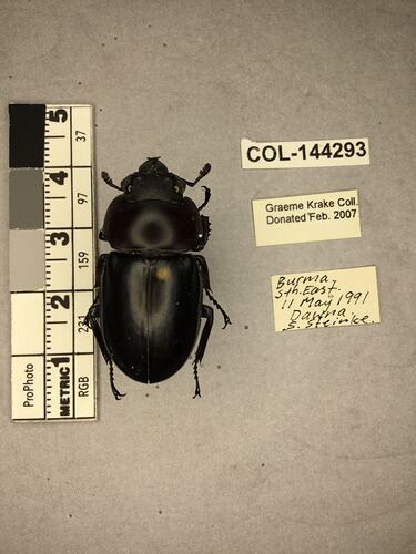 Dorsal view of pinned beetle specimen with labels.