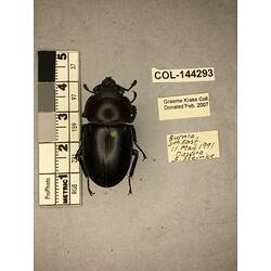Dorsal view of pinned beetle specimen with labels.